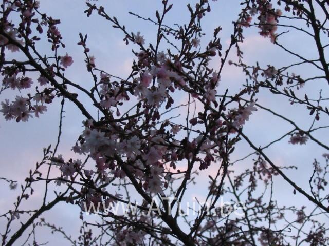 Prunus subhirtella 'Autumnalis Rosea' - Winterbloeiende Sierkers