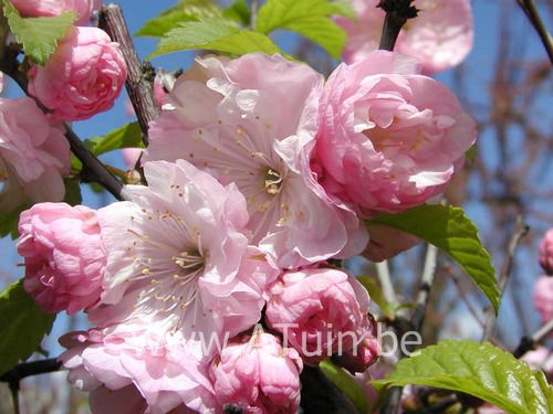 Amandelboompje - Prunus triloba
