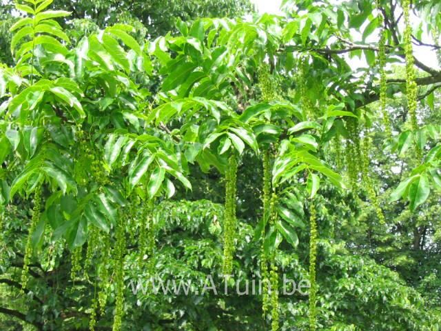 Pterocarya fraxinifolia - Vleugelnoot