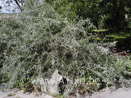 Treurperelaar - Pyrus salicifolia 'Pendula'