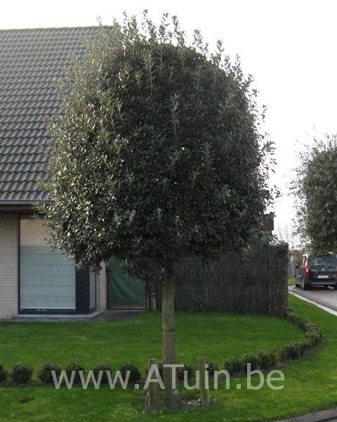 Quercus ilex - Steeneik