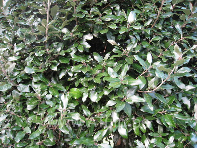 Steeneik - Quercus ilex