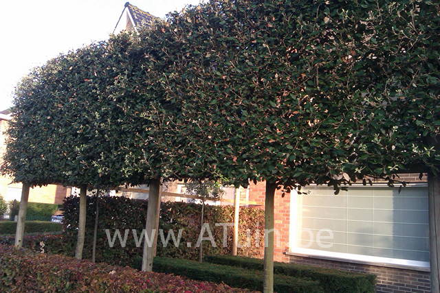 Quercus ilex - Steeneik - leiboom