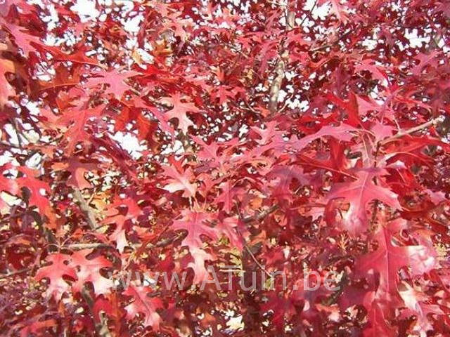 Quercus palustris - Moeraseik - herfst