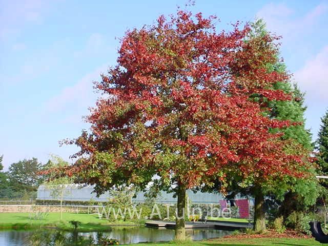 Moeraseik - Quercus palustris