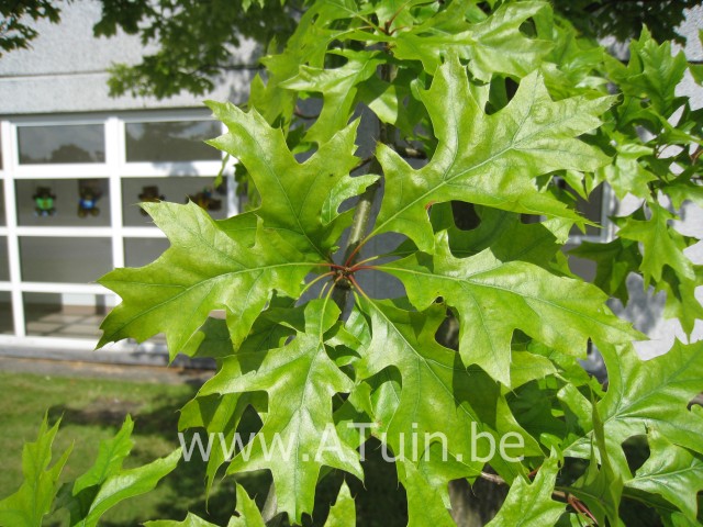 Quercus palustris - Moeraseik