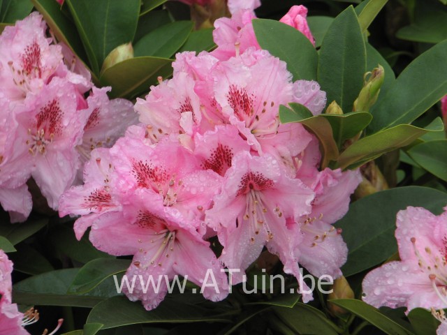 Rhododendron - Rhododendron 'Albert Schweitzer' (T)