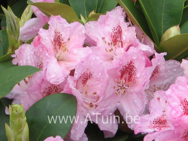 Rhododendron 'Albert Schweitzer' (T) - Rhododendron