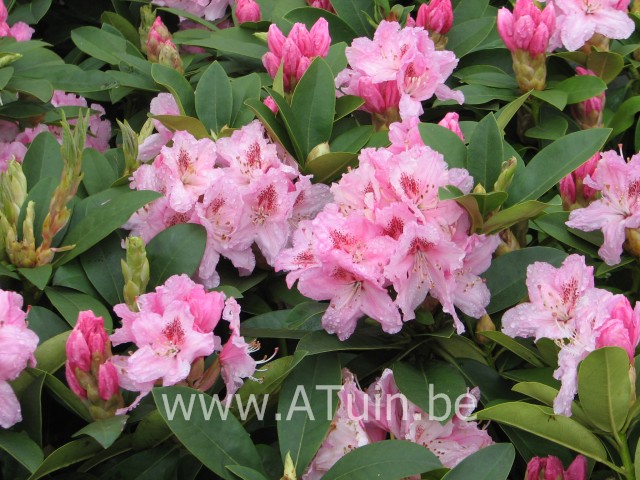 Rhododendron 'Albert Schweitzer' (T) - Rhododendron