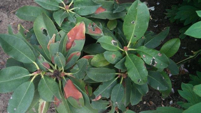rhododendron bladvlekkenziekte