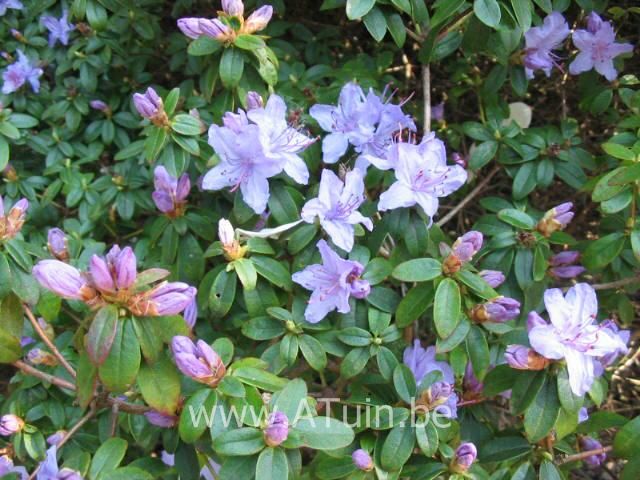 Rhododendron - Rhododendron 'Blue Tit'