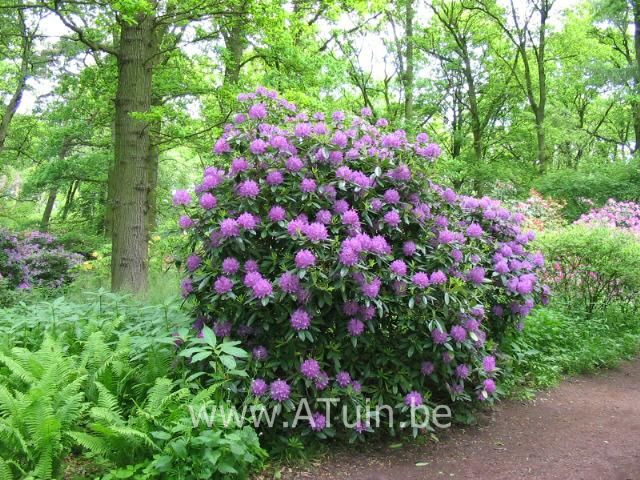 Rhododendron 'Catawbiense Grandiflorum' (T) - Rhododendron