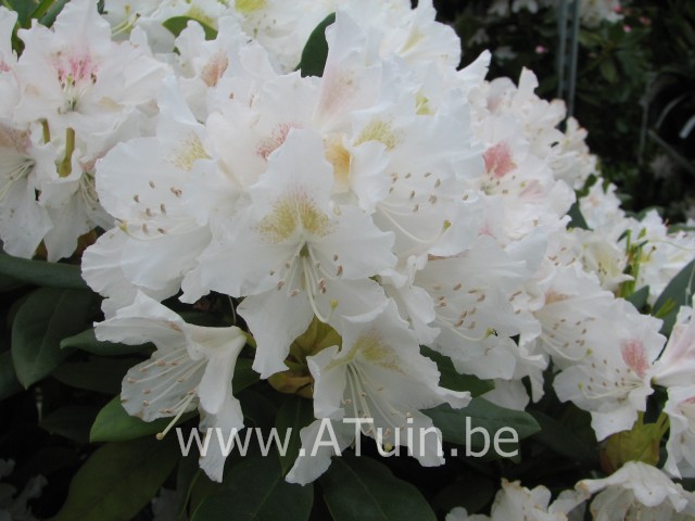 Rhododendron - Rhododendron 'Cunningham's White' (T)