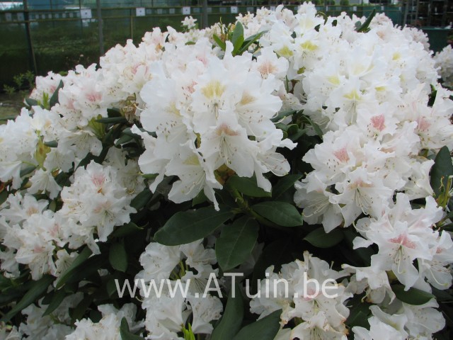 Rhododendron 'Cunningham's White' (T) - Rhododendron