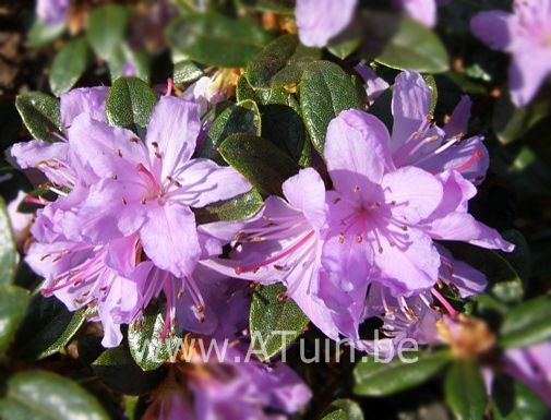 Rhododendron - Rhododendron 'Moerheim'