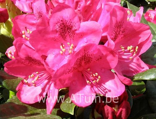 Rhododendron - Rhododendron 'Nova Zembla' (T)