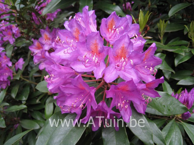 Rhododendron - Rhododendron ponticum