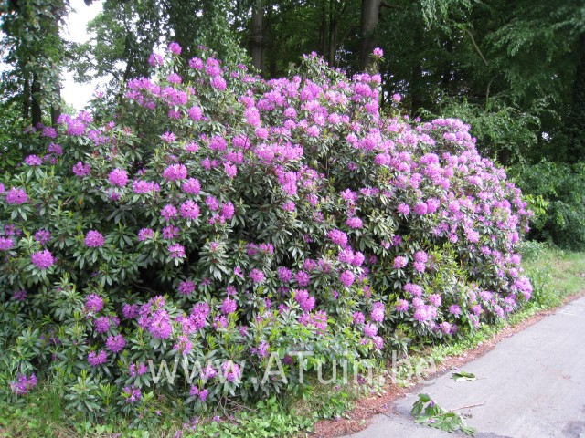 Rhododendron ponticum - Rhododendron