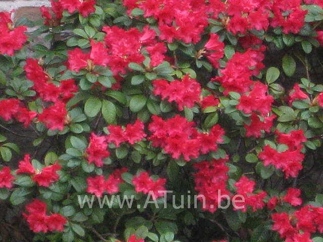 Rhododendron - Rhododendron 'Scarlet Wonder'