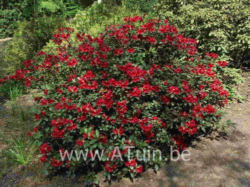 Rhododendron 'Scarlet Wonder' - Rhododendron