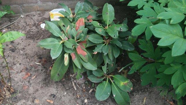rhododendron bladvlekkenziekte
