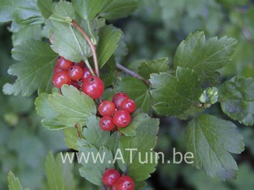 Alpenbes - Ribes alpinum