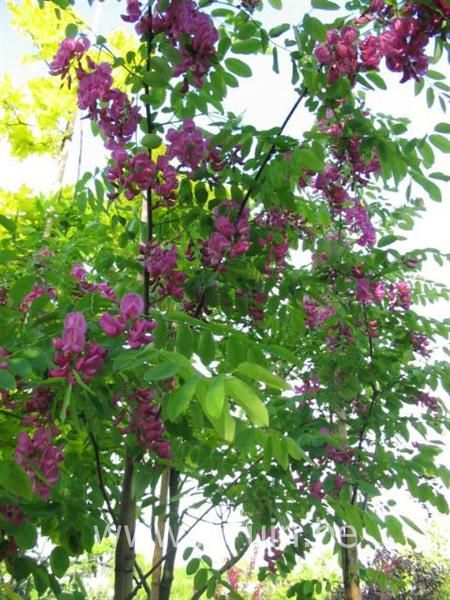 Robinia margaretta 'Casque Rouge' - Valse Acacia
