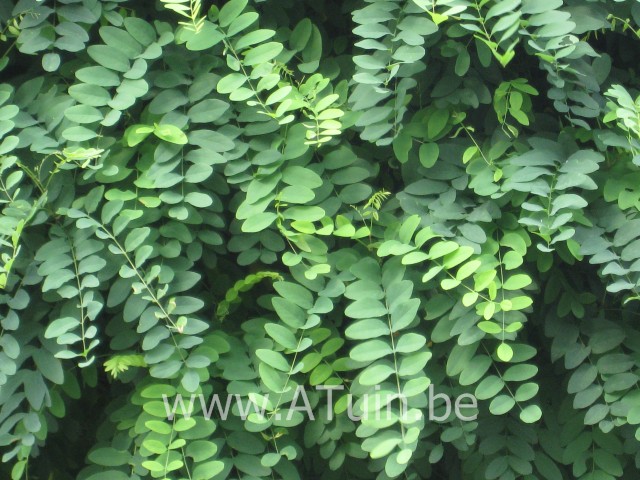 Robinia pseudoacacia 'Umbraculifera' - Bolacacia