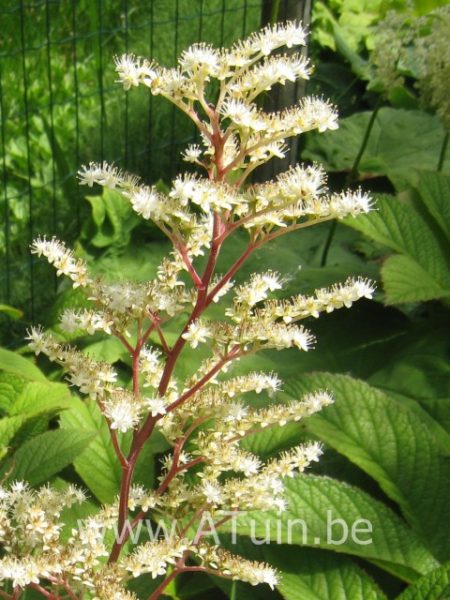 Rodgersia aesculifolia - Schout Bij Nacht