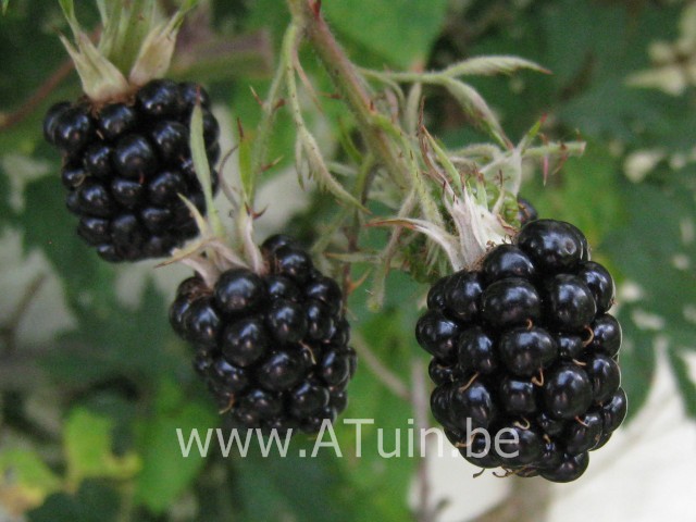 Rubus fruticosus 'Thornless Evergreen' - Doornloze Braambes