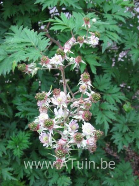 Rubus fruticosus 'Thornless Evergreen' - Doornloze Braambes