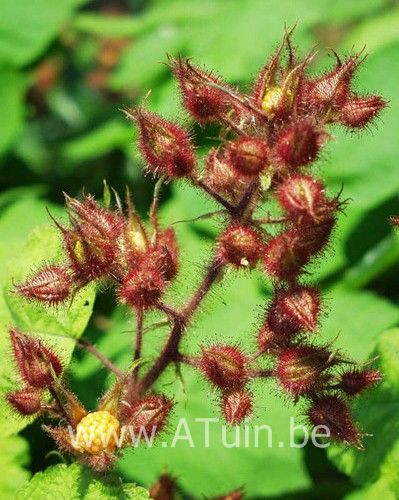 Japanse Wijnbes - Rubus phoenicolasius