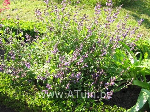 Salvia officinalis - Echte Salie