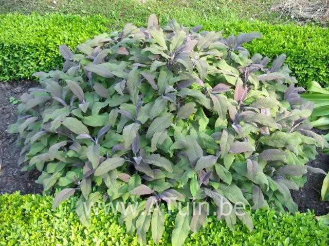 Salvia officinalis 'Purpurascens' - Echte Salie