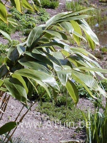 Bamboe - Sasa palmata nebulosa