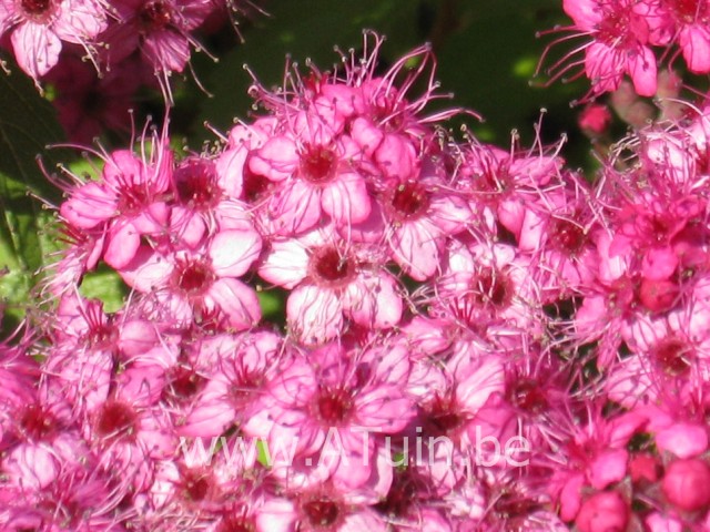 Spierstruik - Spiraea japonica 'Anthony Waterer'