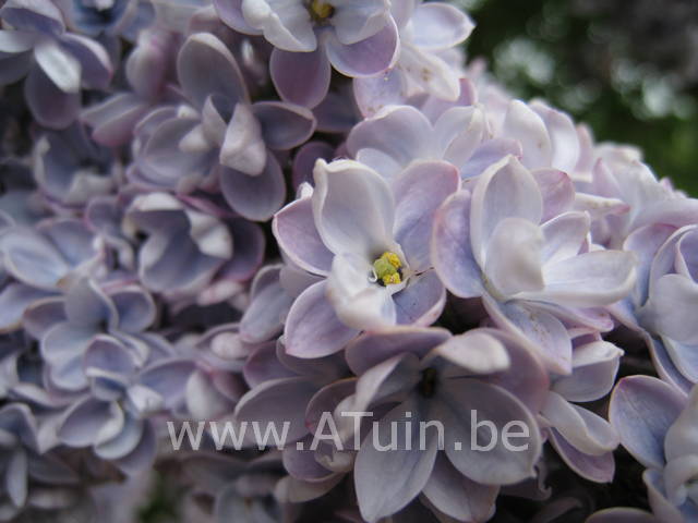 Syringa vulgaris 'Michel Buchner' - Sering - bloem