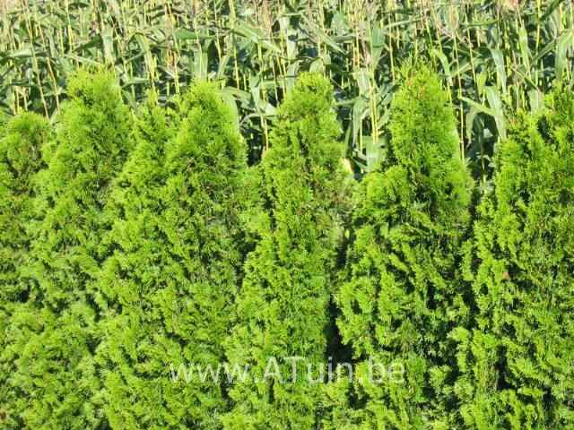 Westerse Levensboom - Thuja occidentalis 'Smaragd'