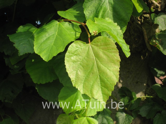 Tilia platyphyllos - Zomerlinde - Grootbladige Linde