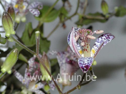Armelui′s Orchidee - Paddelelie - Tricyrtis hirta