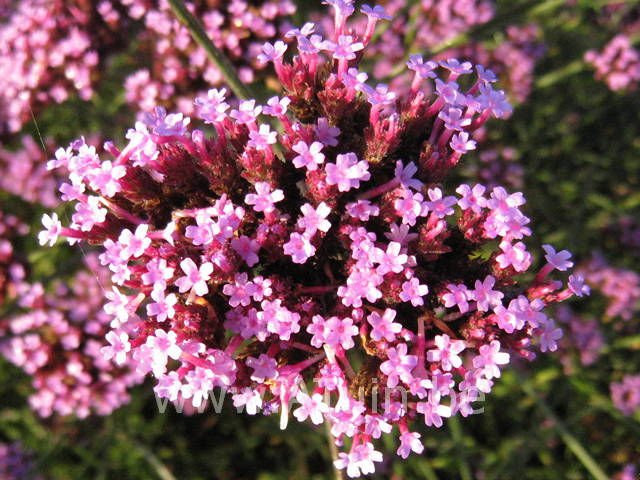 Verbena bonariensis - Ijzerhard - bloem