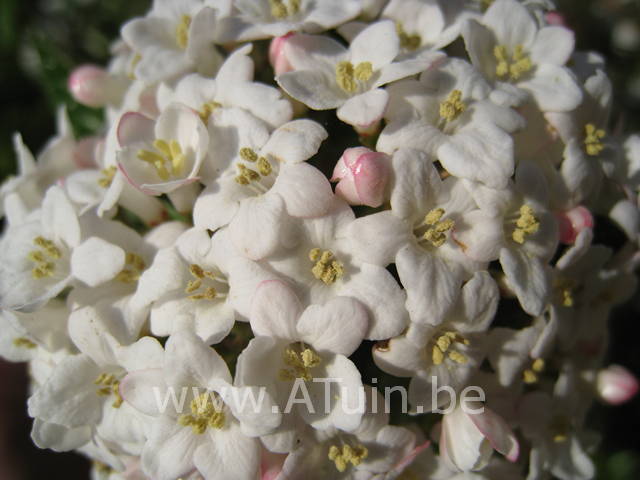 Viburnum burkwoodii 'Anne Russell' - Sneeuwbal - bloei