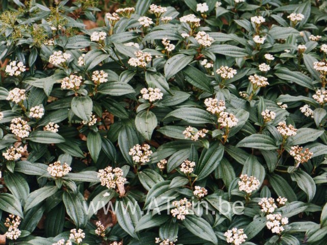 Viburnum davidii - Sneeuwbal