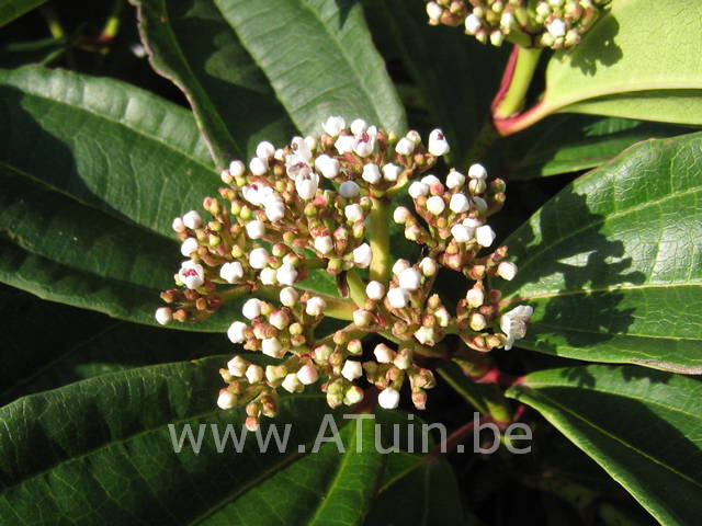 Sneeuwbal - Viburnum davidii