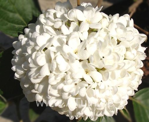 Sneeuwbal - Viburnum 'Eskimo'