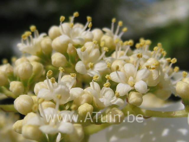 Japanse Sneeuwbal - Viburnum plicatum 'Lanarth'
