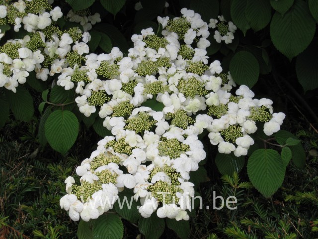 Viburnum plicatum 'Tomentosum' - Japanse Sneeuwbal