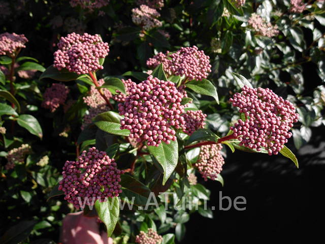 Viburnum tinus 'Eve Price' - Sneeuwbal - bloem