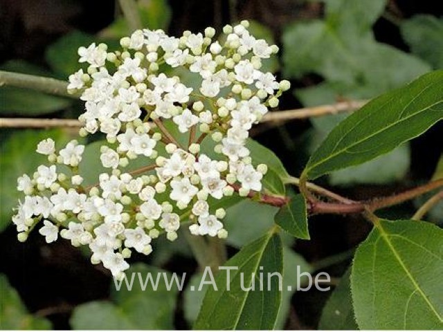 Viburnum tinus - Sneeuwbal