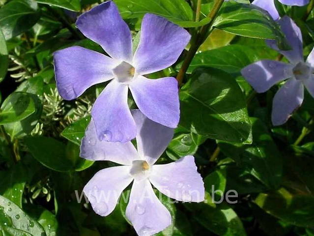 Grote Maagdenpalm - Vinca major